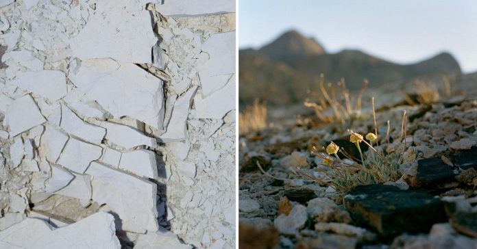 The lithium mine against the wildflower

