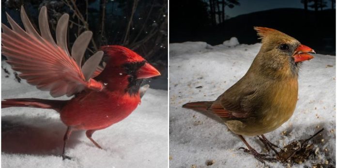 The photographer catches wild animals in her bird feeder

